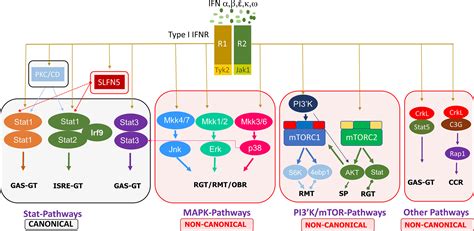 Interferon signalling and non